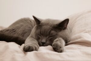 保健師が自分の睡眠改善に取り組んでみた!